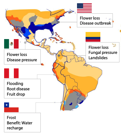 South American avocado El niño impact